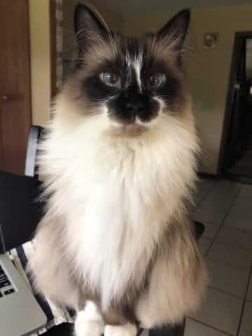 walter
