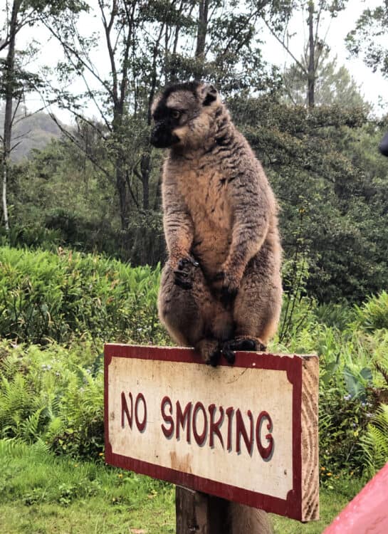 Common Brown Lemur