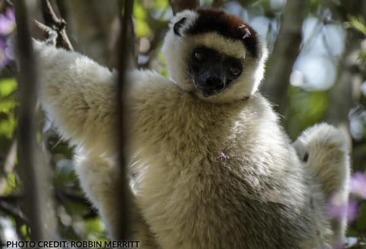 Sifaka