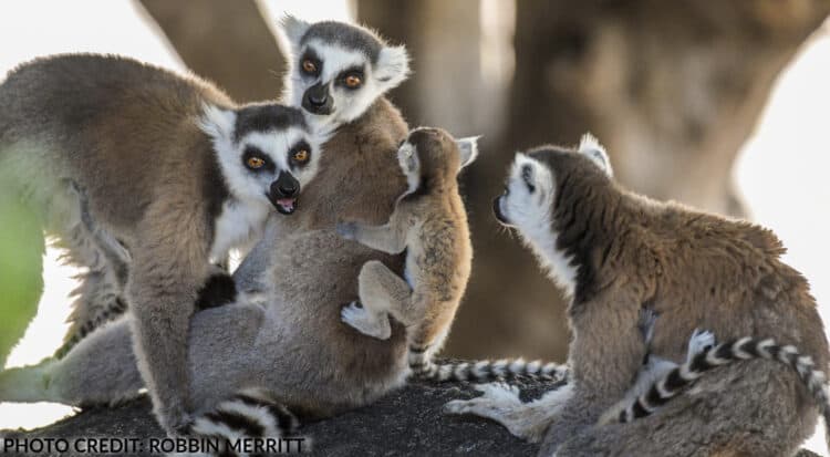 Ring-tailed lemurs