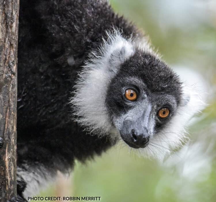 Black and White ruffed lemur