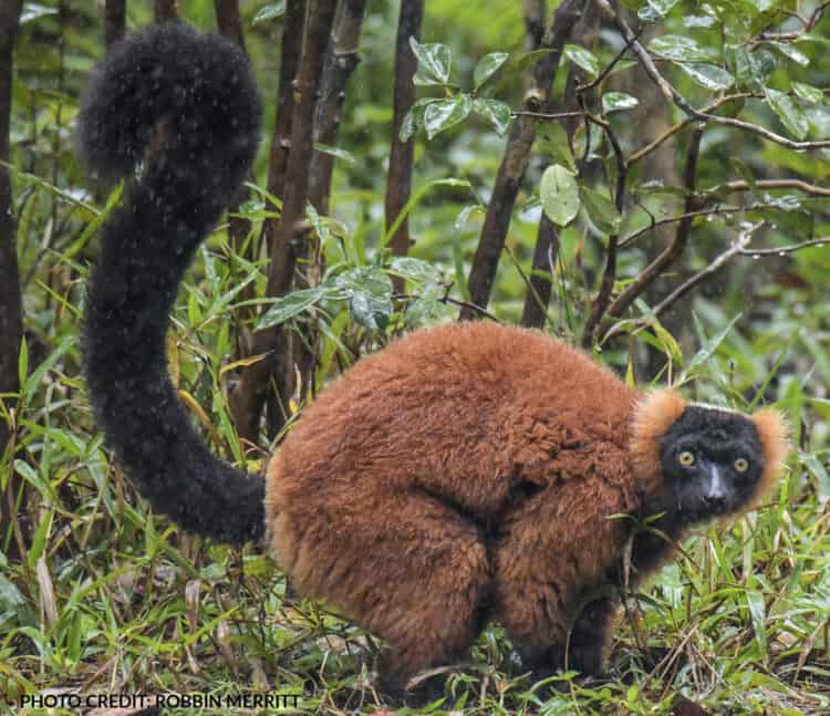 Red Ruffed Lemur