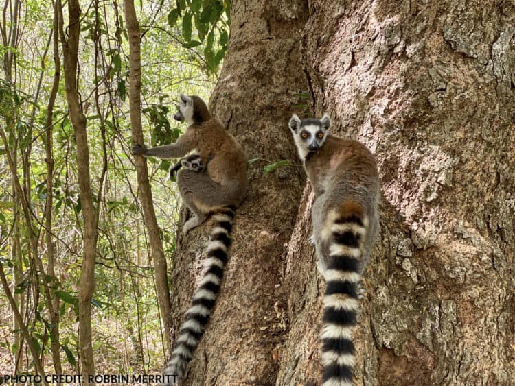 ring tailed lemur