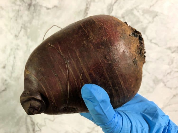 gloved hand holding a large red beet