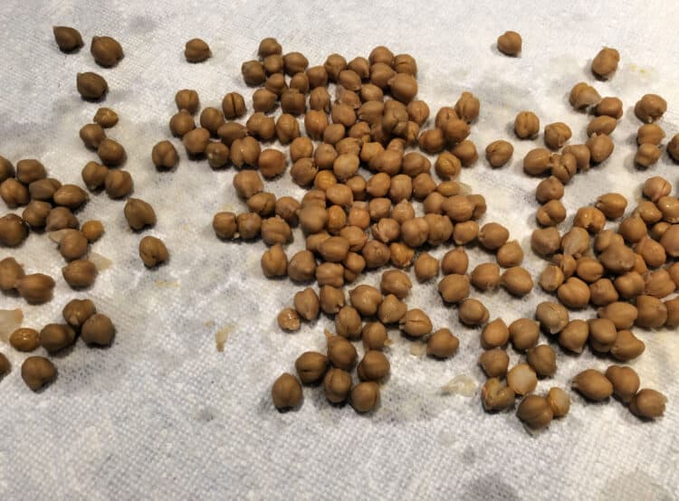 raw chickpeas drying with paper towels
