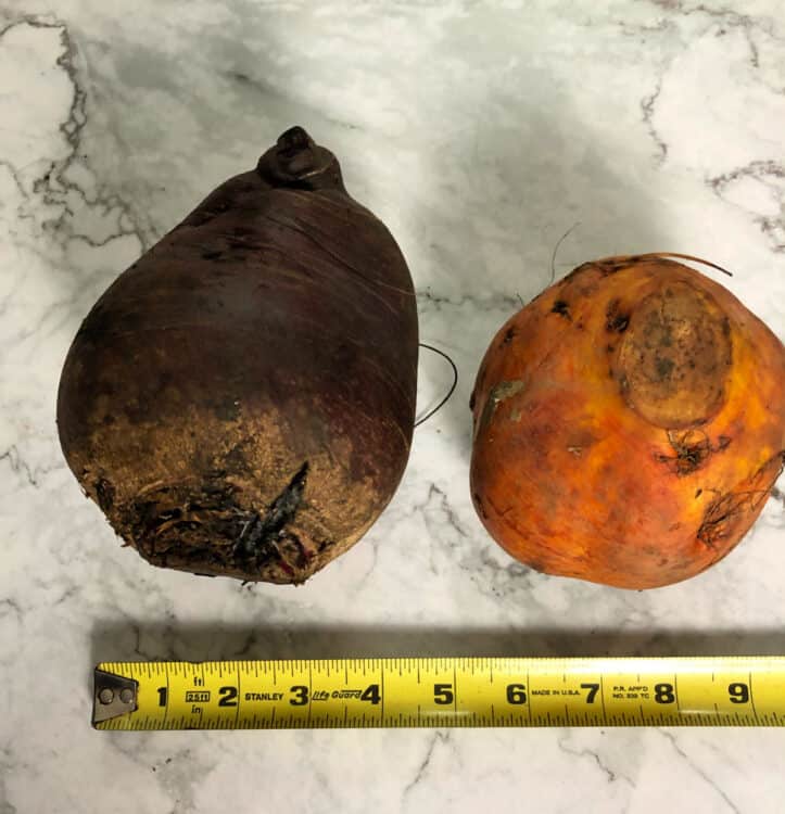 large uncut beets, one red and one golden