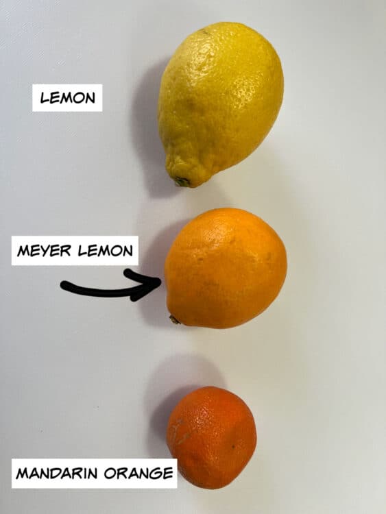 regular lemon, meyer leamon and a mandarin orange.