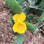 Cactus in bloom with a yellow flower.