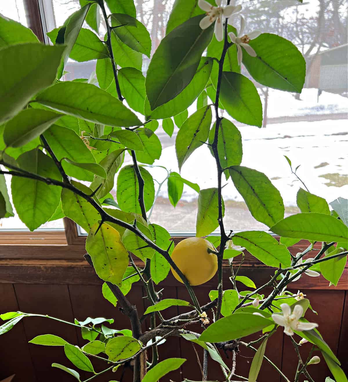 Potted lemon tree with one lemon ready to pick.